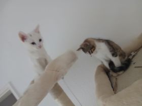 2 katzen Babys