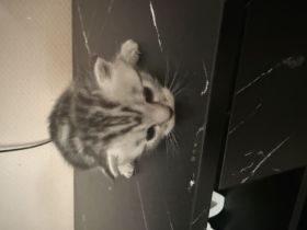 Katzenbabys Mischlinge BKH-EKH