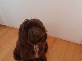 American Cocker Spaniel Hündin 2 Jahre