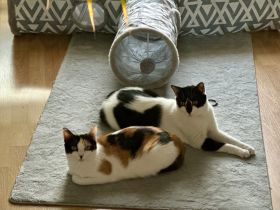 Fernando und Pepper suchen ein Für-Immer-Zuhause mit Freigang