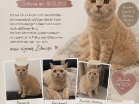 Katerchen suchen liebevolles Zuhause