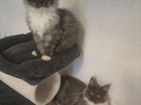 Top Maine Coon Kitten Black Smoke reinrassig