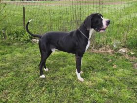 Schweren Herzens: Liebevolles Zuhause für wunderschönen Deutschen Doggen-Rüden gesucht 🐾