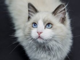SUCHE reinrassigen Ragdoll Deckkater