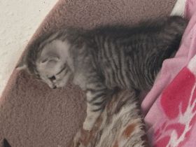 Baby Katzen