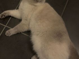 BKH Kater und Katze (Mutter und Sohn)