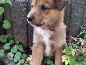Malinois-Border Collie- Mischlings Welpen