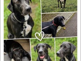 Freundliche Dt. Dogge - Schäferhund - Mix - Hündin
