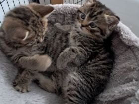 Wunderschöne BKH Kitten