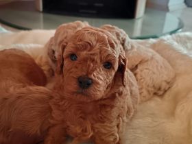 Maltipoo welpe Malteser toypudel