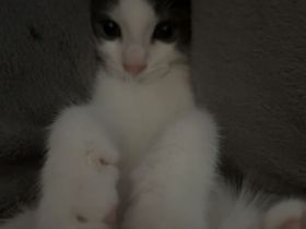 Verschmustes Katzenbaby
