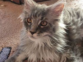 Maine Coon Kitten XL weiblich