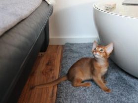 Zuckersüßer Abessinier Kater