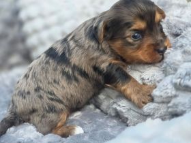 Blue Diamond Blue und Schoko Merle Yorkshire Terrier