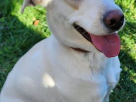 Belka: Treue Seele sucht ihr Glück