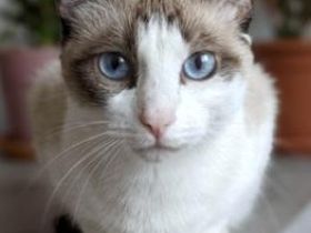 Chiki