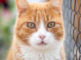 Simba, FIV positiv
