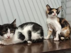 Olivia und Bella