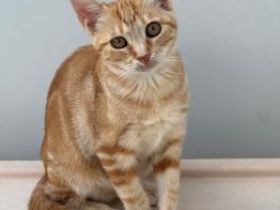 Dova