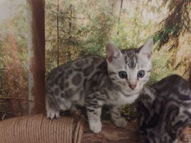 Zauberhafte Bengal Kitten mit Stammbaum