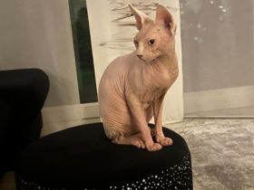Sphynx Katzendame