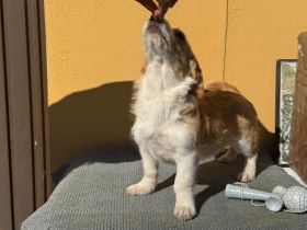 Freies Körbchen für Fifi gesucht
