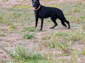 Schäferhündin Malinois Mix