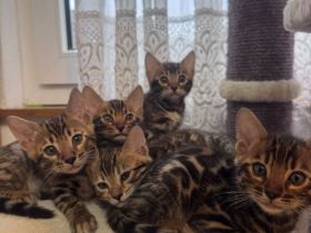 4 wunderschöne reinrassige Bengal Kitten