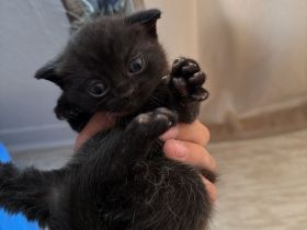 🐾 BKH KITTEN SUCHEN IHR TRAUMZUHAUSE 🐾