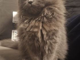 liebe Katzen (2 Kitten + Mama) suchen gemeinsames Zuhause – alle weiblich