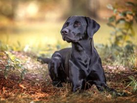 Labrador Deckrüde, Vater Field-Trial-Champion, HD A1, ED frei