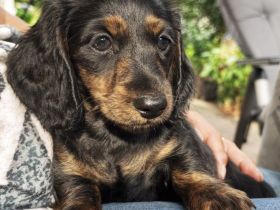 Monty am Zwergdackel Welpe