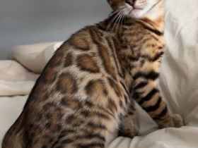 Wunderschönes bengal kitten