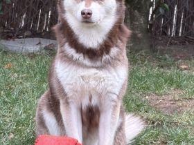 Kastanienrote Alaskan Klee Kai Hündin, 3 Jahre jung in beste Hände abzugeben