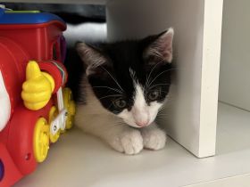 Putzmuntere Kitten in liebevolle Hände abzugeben