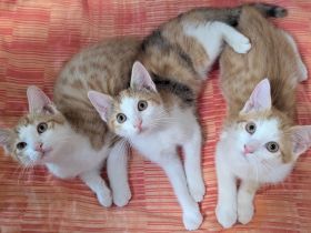 2 ( 3) ca. 4 Monate alte liebevolle Kitten suchen ein schönes neues Zuhause