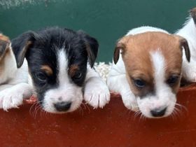 Wunderschöne Jack-Russell-Terrier Welpen