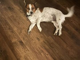 MARLEY SUCHT SEIN TRAUM-ZUHAUSE