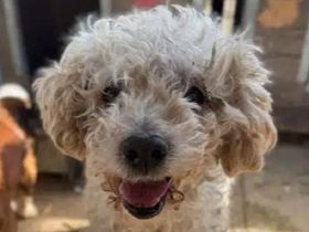 Mogli, wer gibt diesem lieben Hundesenior ein sorgenfreies Zuhause? 10J, 45cm
