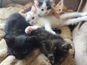 Main Coon BKH Mix Kitten