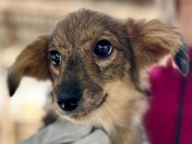 Tiffy, süße Junghündin sucht verständnis- und liebevolle Menschen, die ihr die Welt zeigen, 5M, 25cm