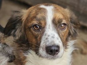 Toddy, kleiner Hund mit großem Herzen! 4J, 35 cm
