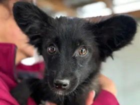 Tracy, 6-monatige Junghündin möchte Vertrauen bei geduldigen, lieben Menschen lernen, 30cm