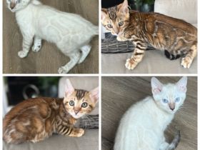 Bengal kitten Snow oder Braun mit Stammbaum