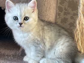 BKH Kitten suchen neues Zuhause