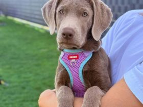 Labrador Welpen Silber Mädchen / Düsseldorf Köln NRW/ Abgabebereit