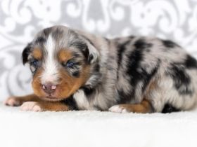 Toy Aussie Welpen (Mini Aussie) blue merle und black bi