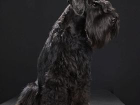 Zwergschnauzer