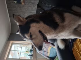 Mali-Huskymischling
