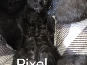 Maine coon Mix